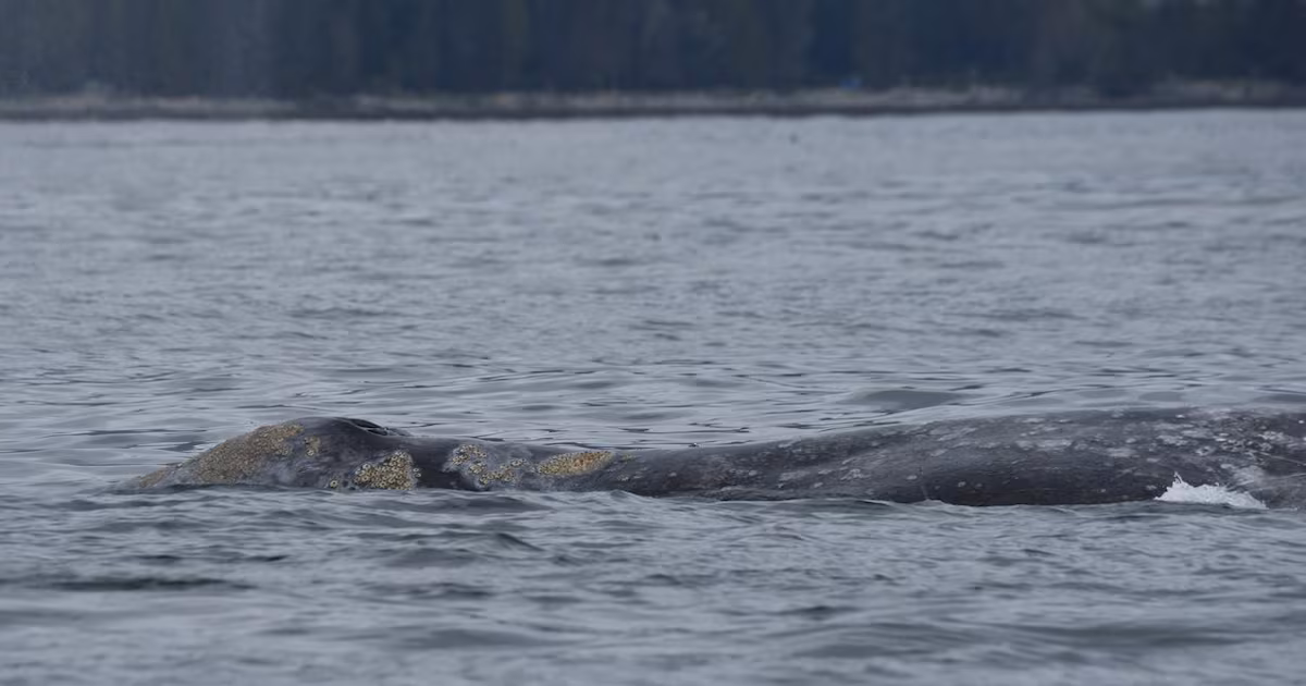 ‘Bag of bones’: Grey whales dying off B.C.’s coast, part of trend amid food scarcity - CTV News