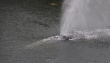 Grey whale dies after swimming over 30 kilometres up a Washington state river
