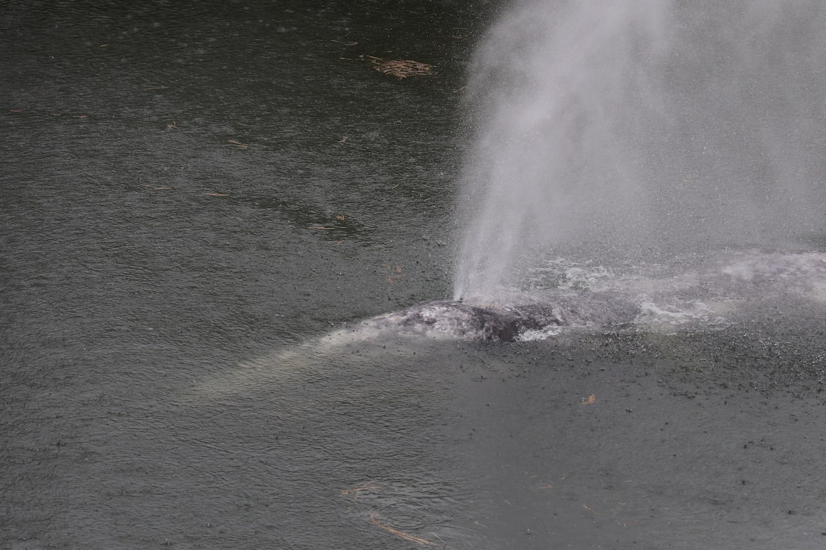 Grey whale dies after swimming over 30 kilometres up a Washington state river