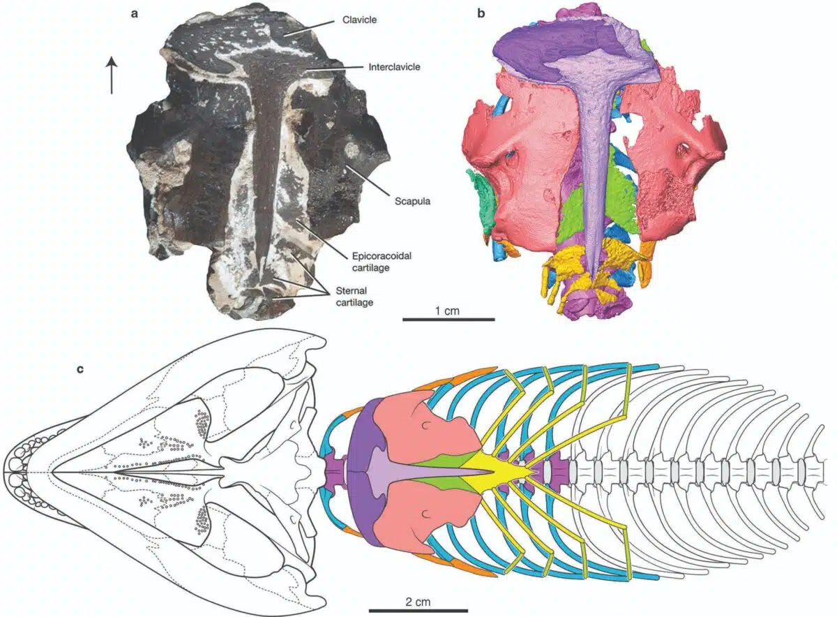 Reconstruction Of Captorhinus Aguti And Its Breathing Structures.