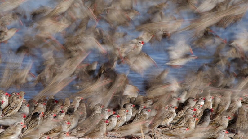 A large flock of small brown birds with red beaks, some perched closely on the ground and others in mid-flight with blurred wings, creating a sense of motion near a blue water background.