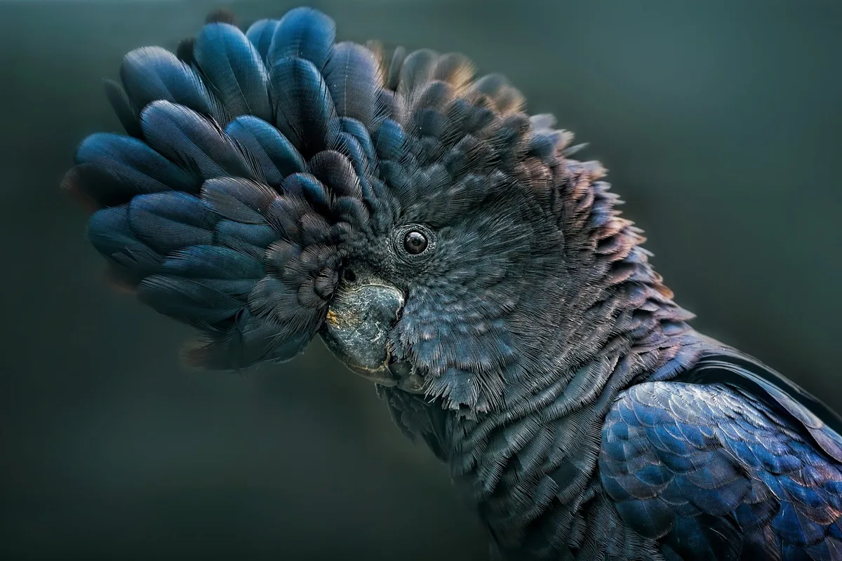 Red-tailed black cockatoo