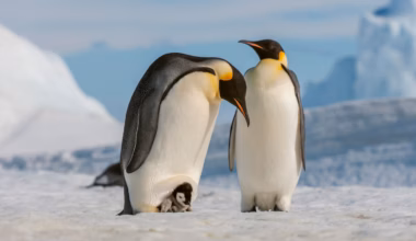 Emperor penguins have just been declared endangered - The Washington Post