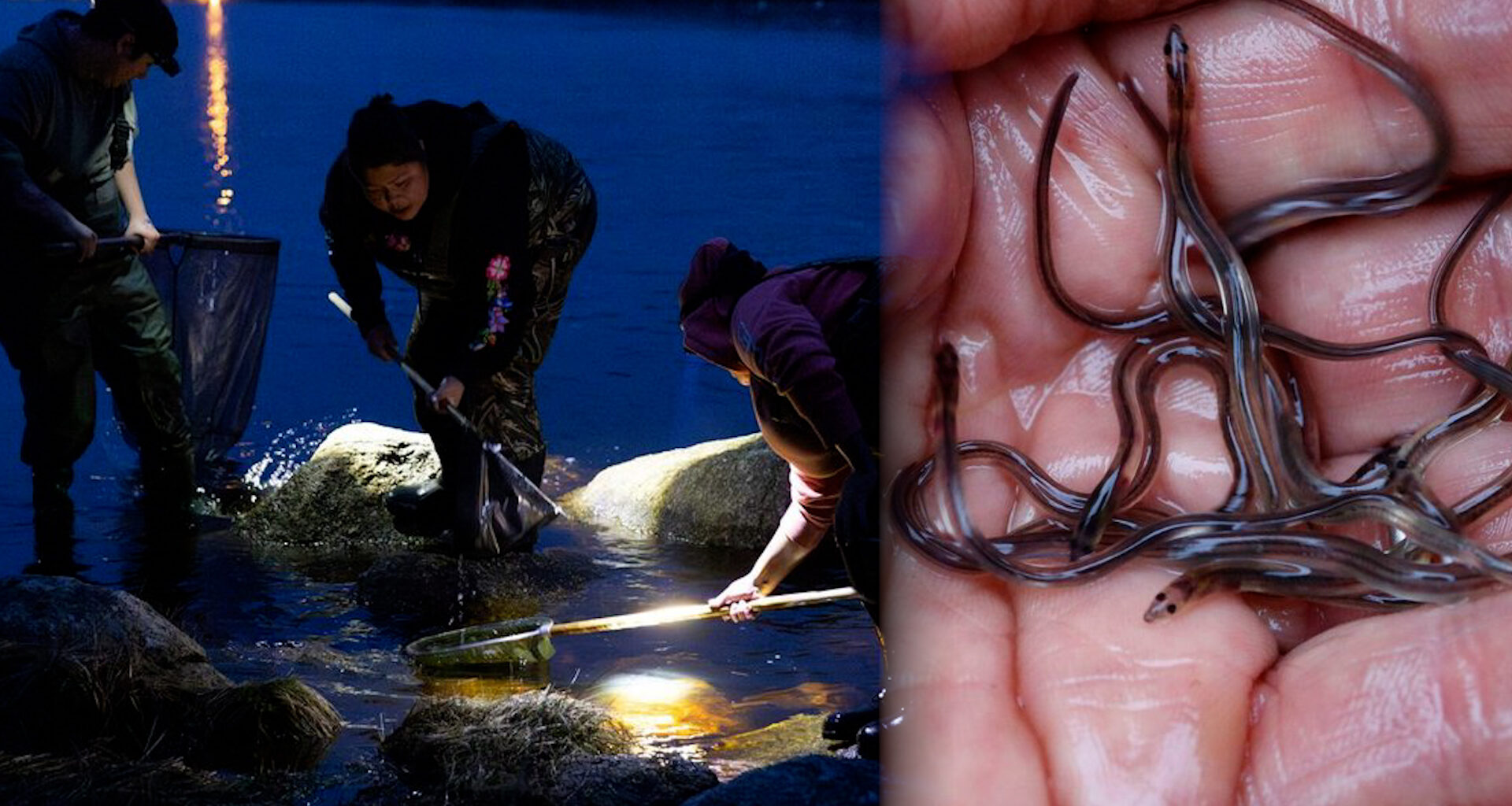 Atlantic Canada suffers from poaching as lucrative elver season begins