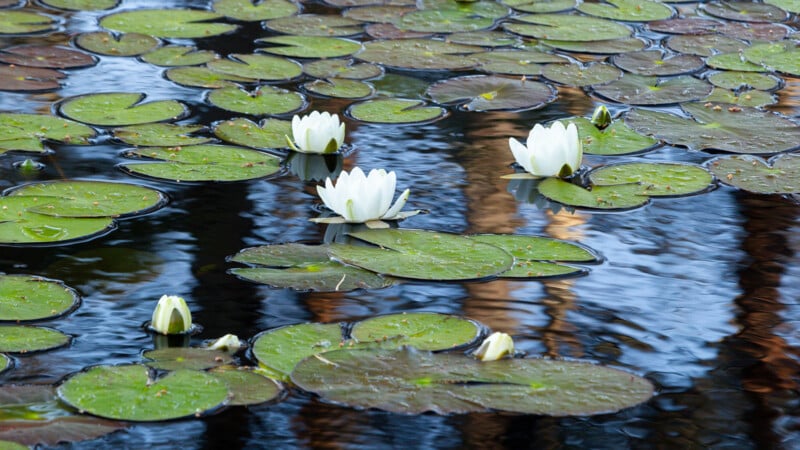 White water lilies in various stages of bloom float among large, round green lily pads on the surface of a calm pond, reflecting the surrounding environment.