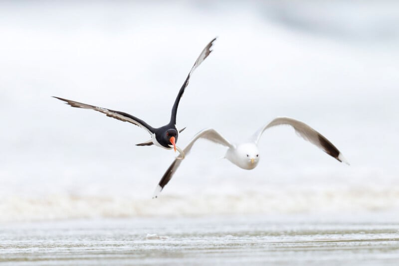 A black skimmer with an orange beak flies low over the water, closely followed by a gull; both birds have wings spread wide and are in sharp focus against a blurred background.
