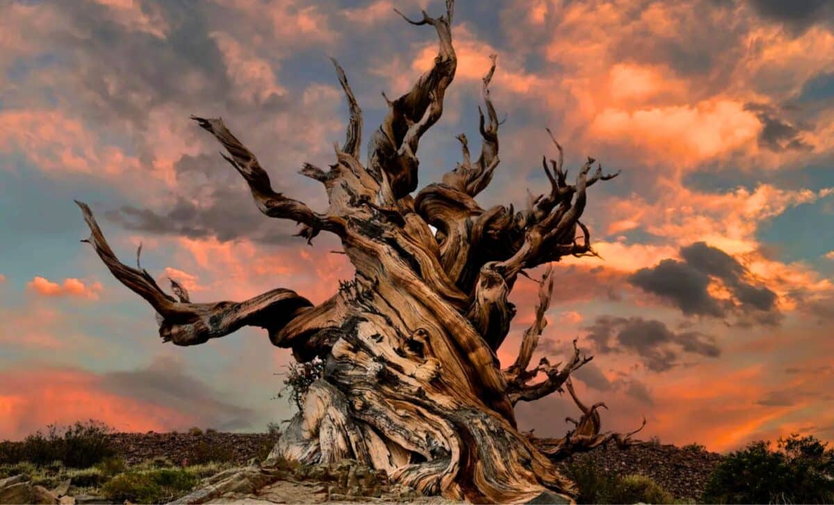 Scientists Say The Secret To Immortality May Be Written Inside The Dna Of A Tree Older Than The Pyramids