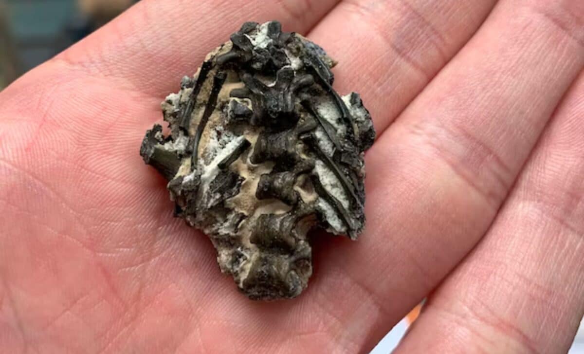 Scientists Scanned Tiny Fossil Still Wrapped In Skin, And Discovered The Oldest Breathing System Ever