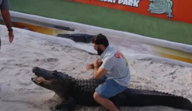 Weirdest side quest yet? Arman Tsarukyan wrestles ‘huge’ Florida gators