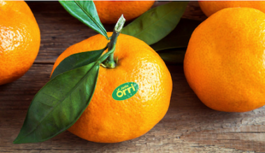 Orri clementine oranges from Israel now available in Winnipeg – Jewish Post and News