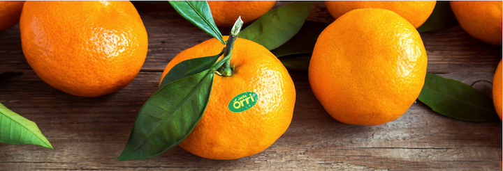 Orri clementine oranges from Israel now available in Winnipeg – Jewish Post and News