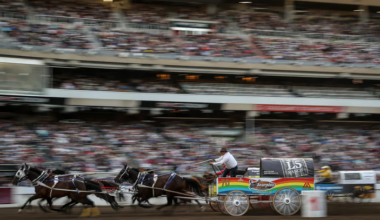 2026 Calgary Stampede canvas auction goes Thursday