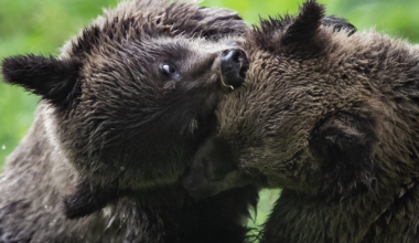 B.C. bears emerge from their dens, sparking excitement