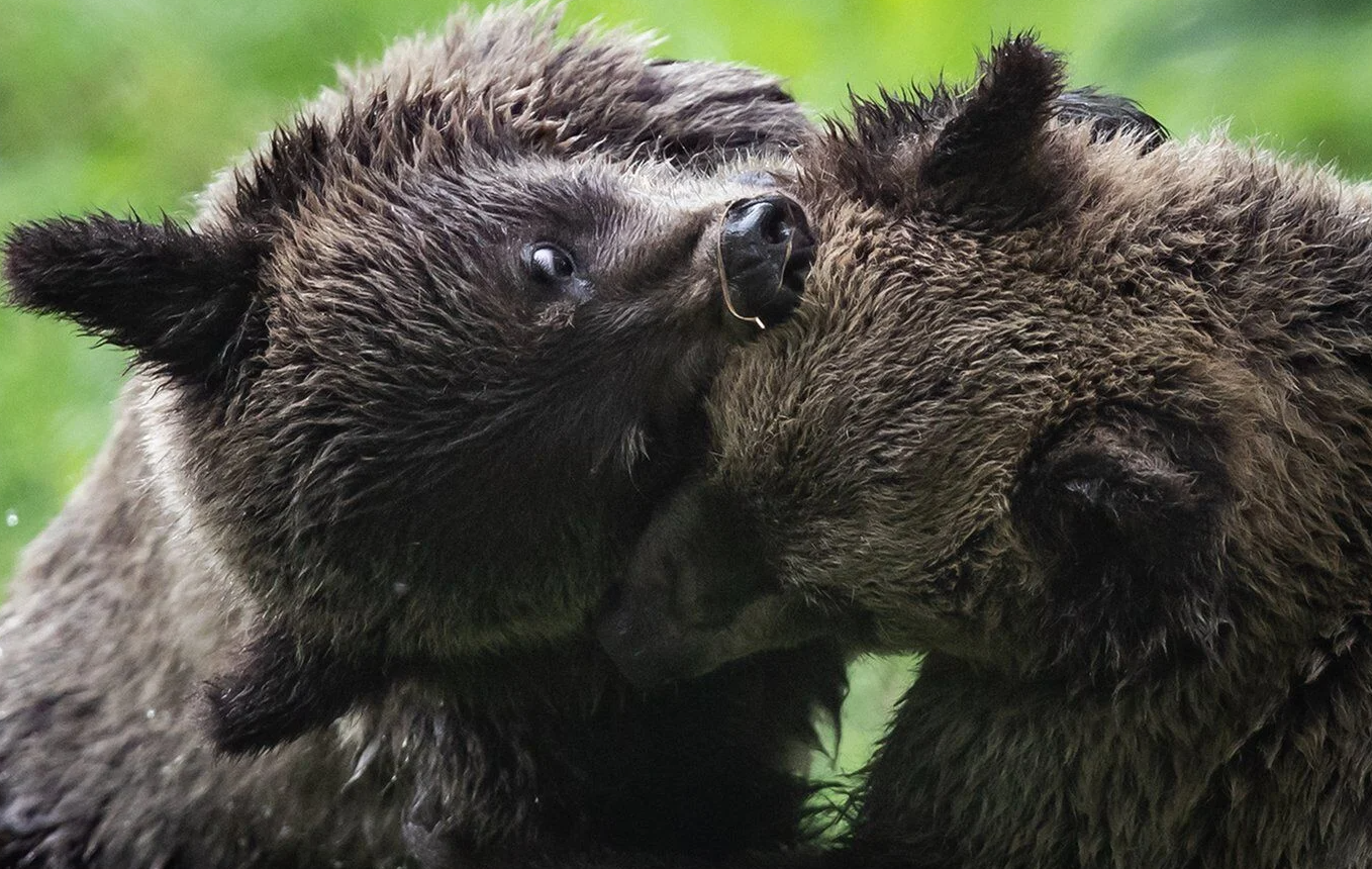 B.C. bears emerge from their dens, sparking excitement
