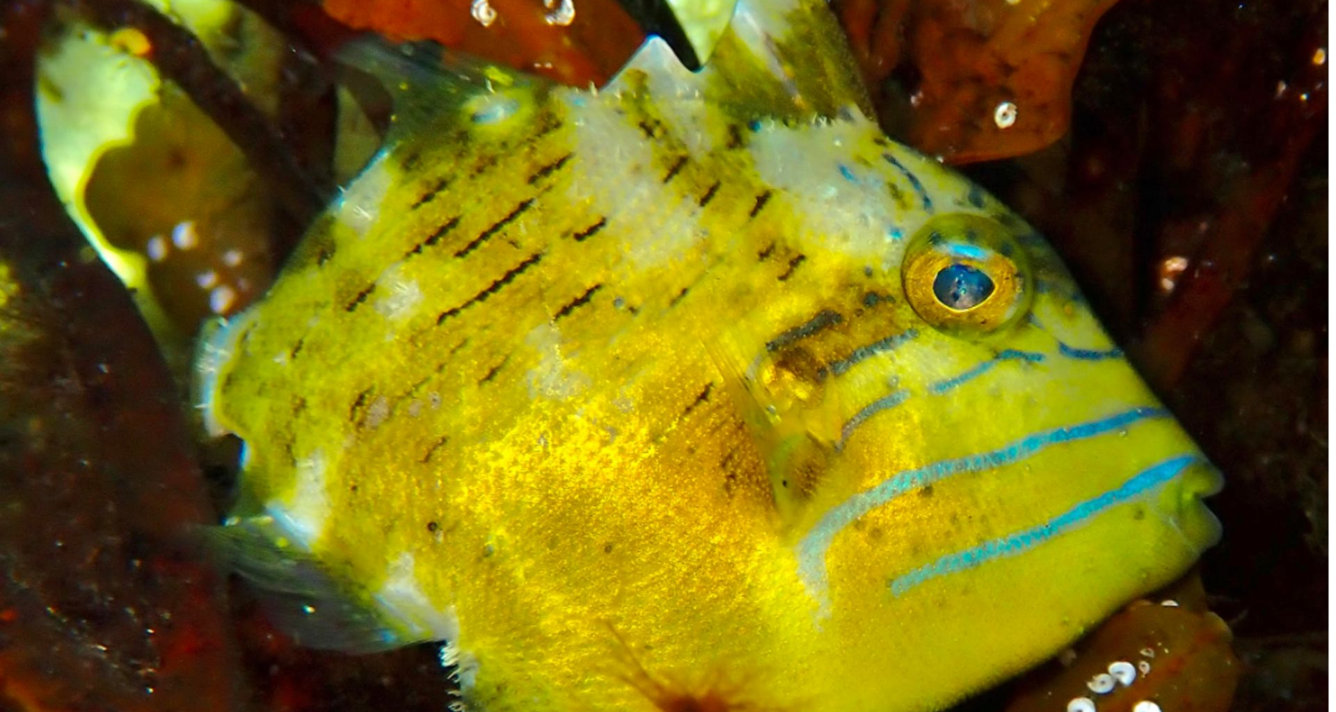Tropical fish species are showing up on Canada's East Coast