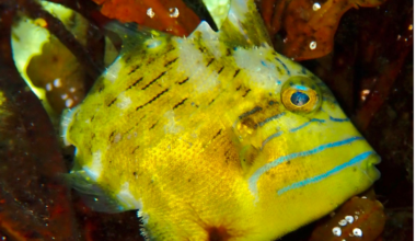 Tropical fish species are showing up on Canada's East Coast