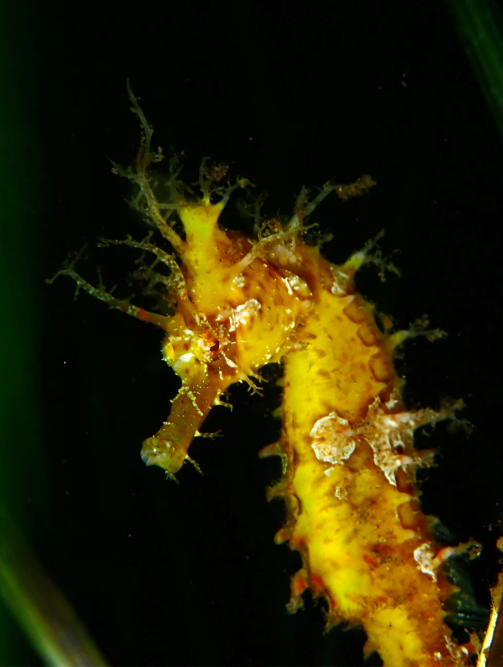 Provided - Hunter Stevens: Seahorse found in Atlantic Canada