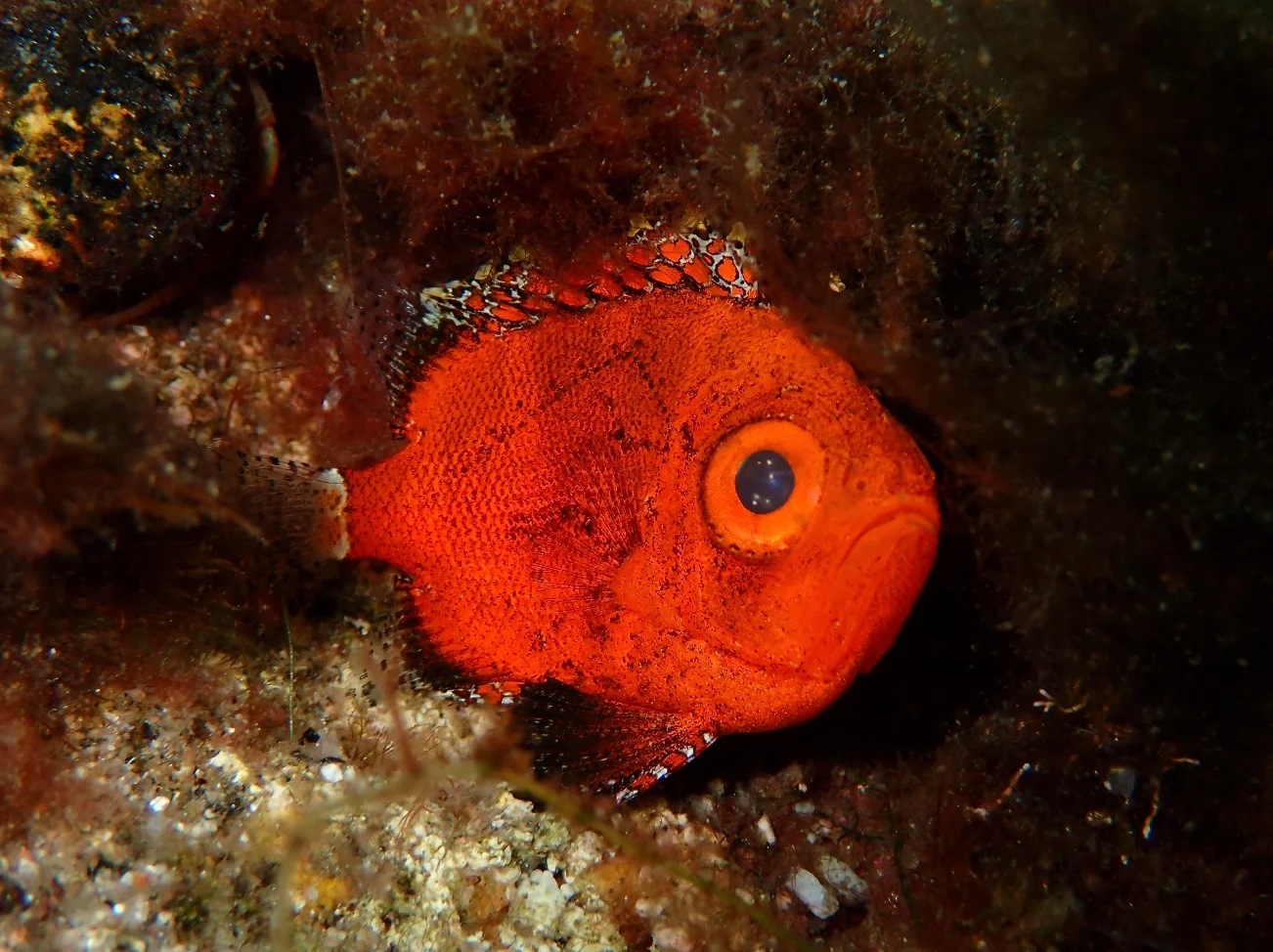 Provided - Hunter Stevens: Short Bigeye fish