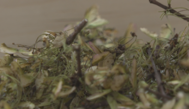 Why Canadian seeds are on their way to the moon with Artemis II - New Brunswick