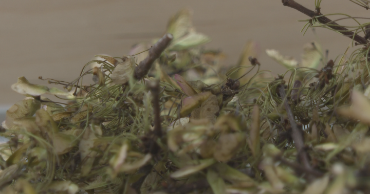 Why Canadian seeds are on their way to the moon with Artemis II - New Brunswick