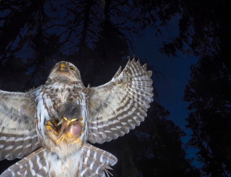 A hawk with wings spread wide clutches a small rodent in its yellow talons, set against a dark, shadowy forest background at night.