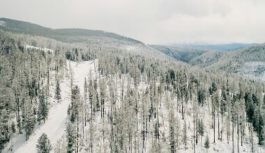 Pine trees under snow