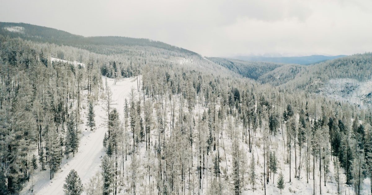 Pine trees under snow