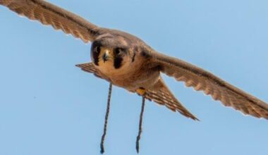Rare desert falcon that escaped captivity managed to recover and start a family in Ju