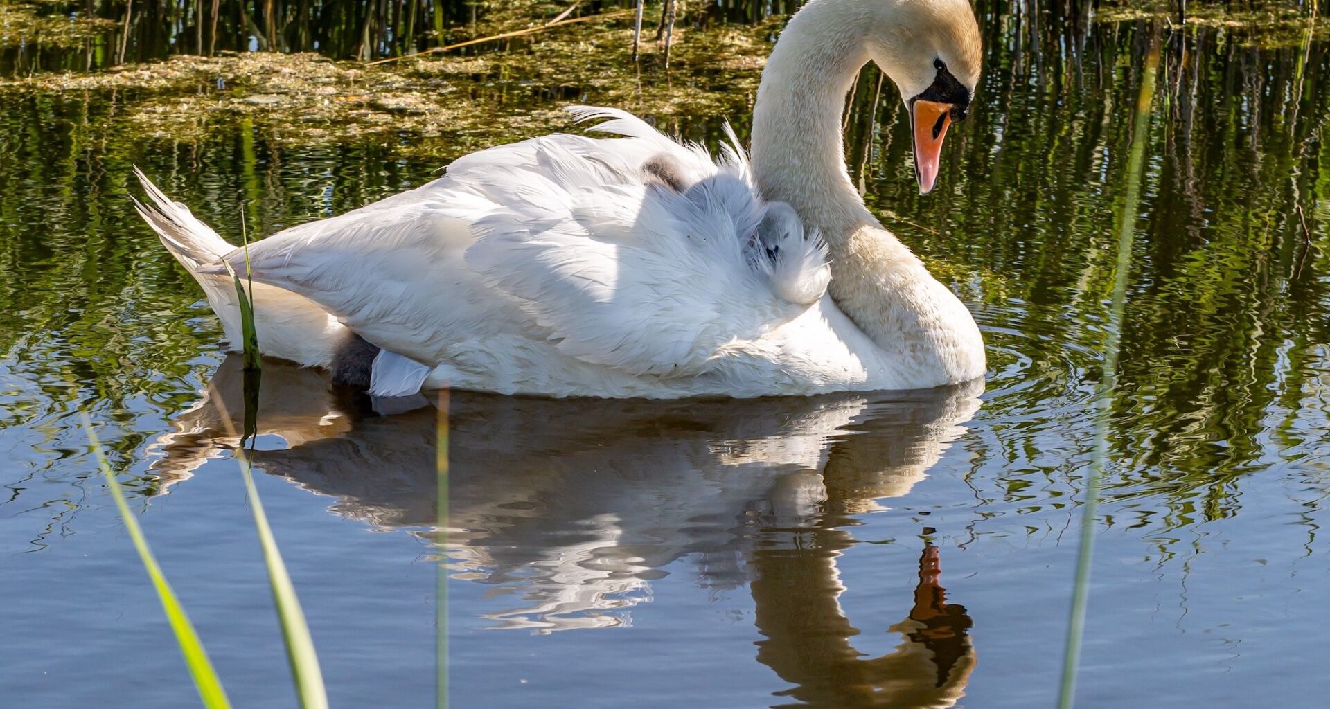 This lake near Calgary is filled with swans during the spring