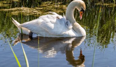 This lake near Calgary is filled with swans during the spring
