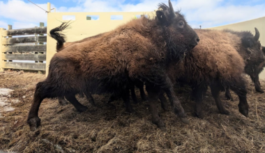 44 wood bison headed to Alaska from Elk Island National Park - CTV News