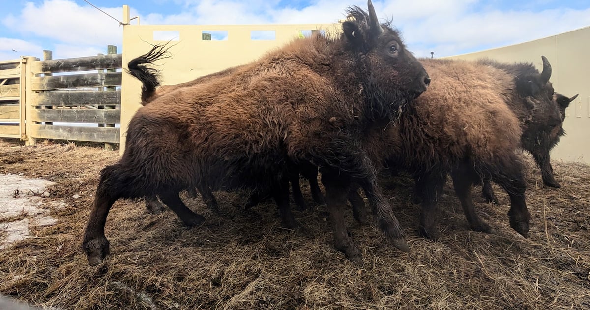 44 wood bison headed to Alaska from Elk Island National Park - CTV News