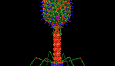 Building viruses 'from scratch' to fight antibiotic-resistant bacteria