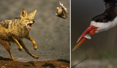 The Evolving Role of Technology vs Skill in Wildlife Photography