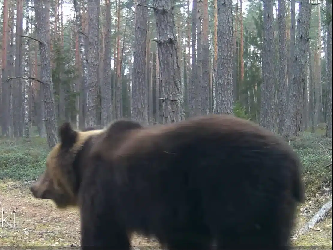 The Bear Šalčininkai District