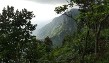 250 Millionth Tree Planted by this Tree-Planting Search Engine Just Ahead of Earth Day