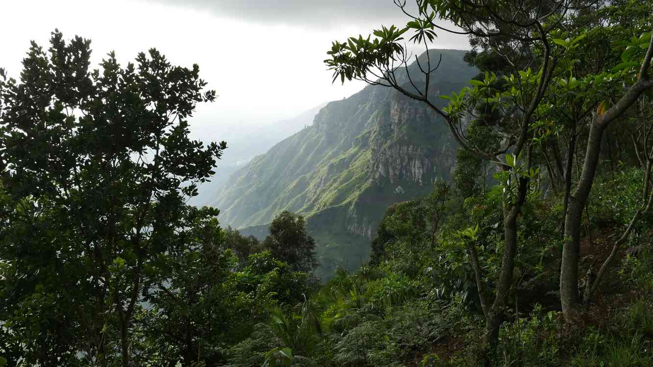 250 Millionth Tree Planted by this Tree-Planting Search Engine Just Ahead of Earth Day