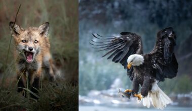 A young fox stands in tall grass with its mouth open, while beside it a bald eagle swoops down over water, clutching a fish in its talons.