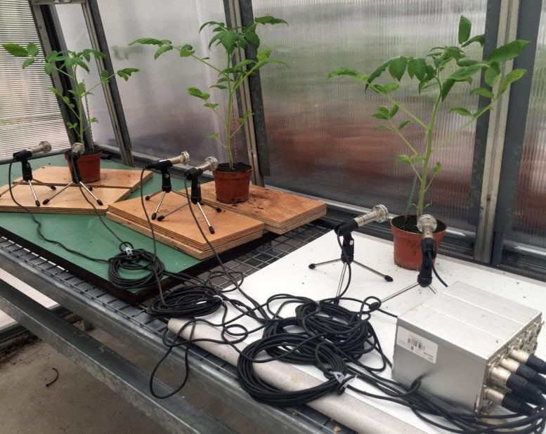 Tomato Plants Being Recorded in Greenhouse
