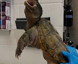 Snapping turtle abandoned outside Vaughan, Ont., zoo, 2nd case this year