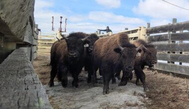 Alberta-raised bison calves find a new home in Alaska as part of relocation program