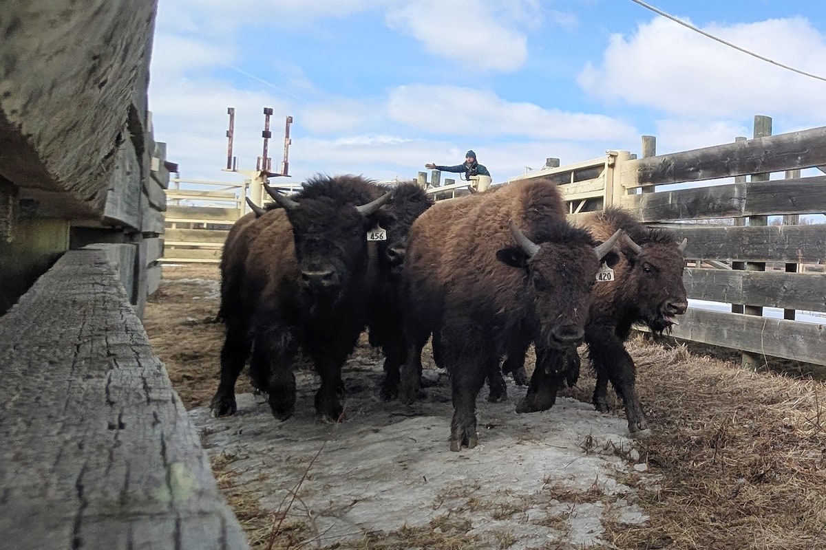 Alberta-raised bison calves find a new home in Alaska as part of relocation program