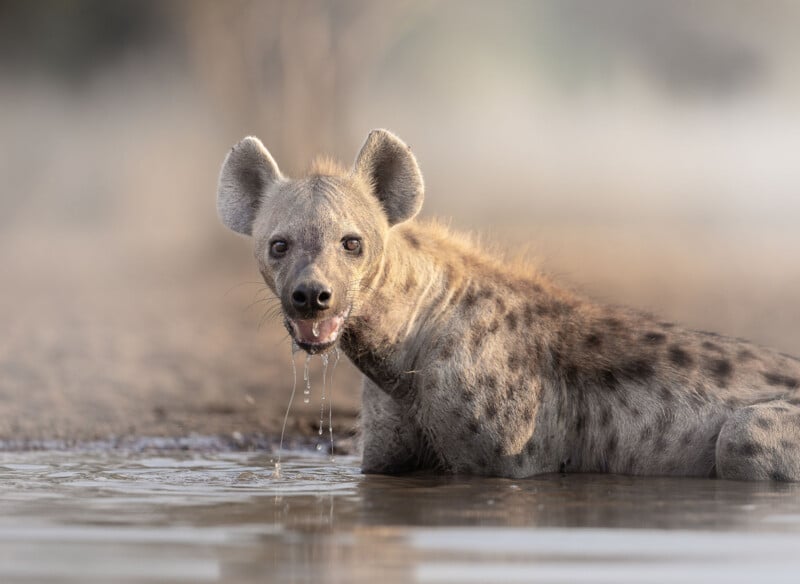 A spotted hyena lies in shallow water, looking toward the camera with its mouth slightly open and water dripping from its mouth. The background is blurred, highlighting the animal.