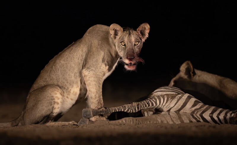 A lioness with blood on her mouth looks toward the camera at night, sitting beside the carcass of a zebra lying on the ground. Another lion is partially visible in the background.