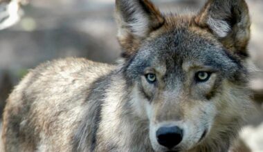 Mass poisoning suspected as 18 wolves die in Italian national park - CTV News