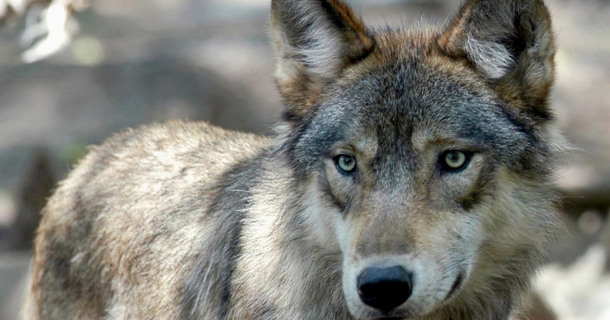 Mass poisoning suspected as 18 wolves die in Italian national park - CTV News