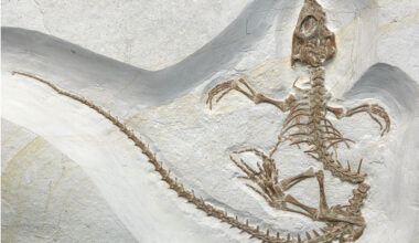 The World’s First T-Rex DNA Handbag Divides the Scientific Community