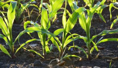 Local Farmers Getting Hit with Soaring Fuel, Fertilizer Costs