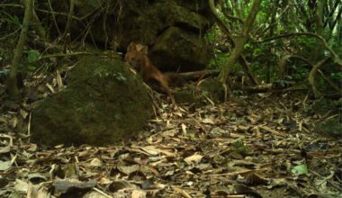 Vietnam Just Saw Its First Dhole Since 2003