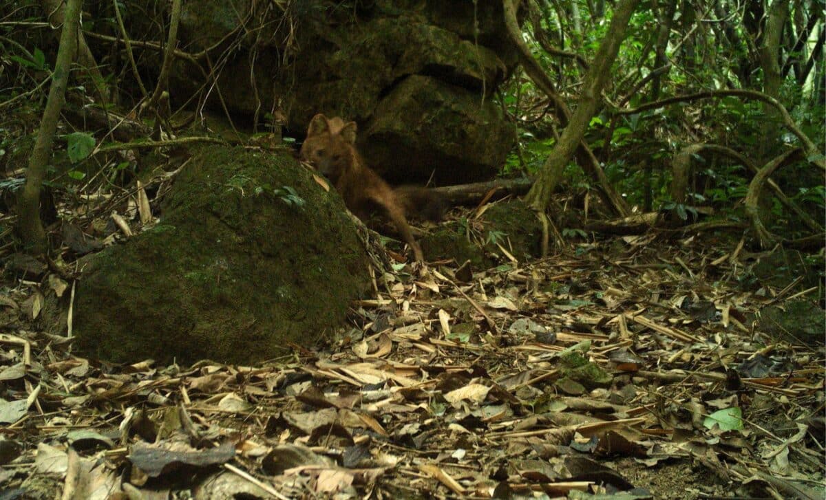 Vietnam Just Saw Its First Dhole Since 2003